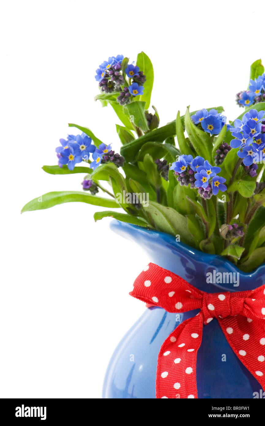 Blue forget-me-not fleurs dans vase avec ruban en pointillés Banque D'Images