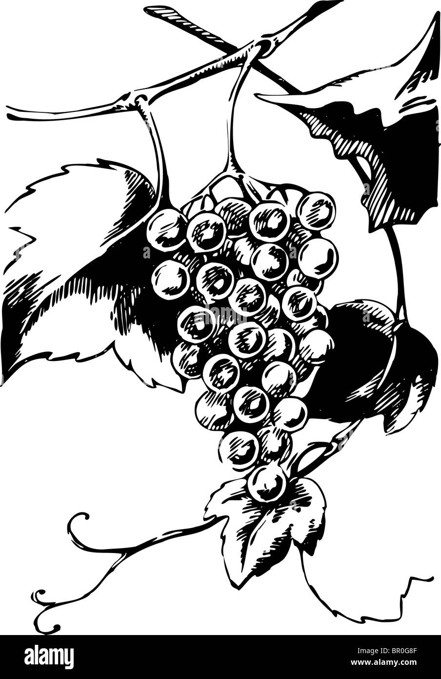 Raisins sur la vigne noir et blanc Banque D'Images