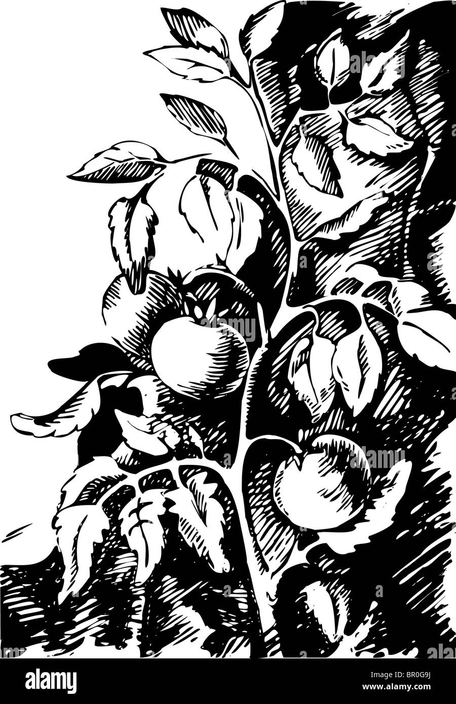 Les tomates sur la vigne, noir et blanc Banque D'Images