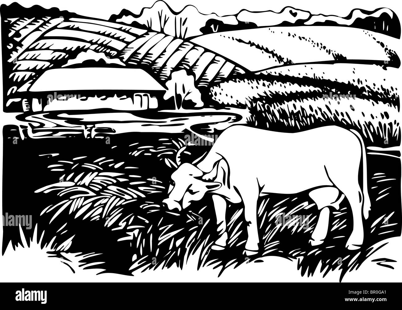 Le pâturage des vaches dans les pâturages, noir et blanc Banque D'Images