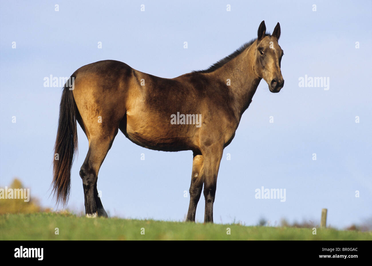 Akhal-Teke (Equus ferus caballus), jeune mare debout sur un pré. Banque D'Images