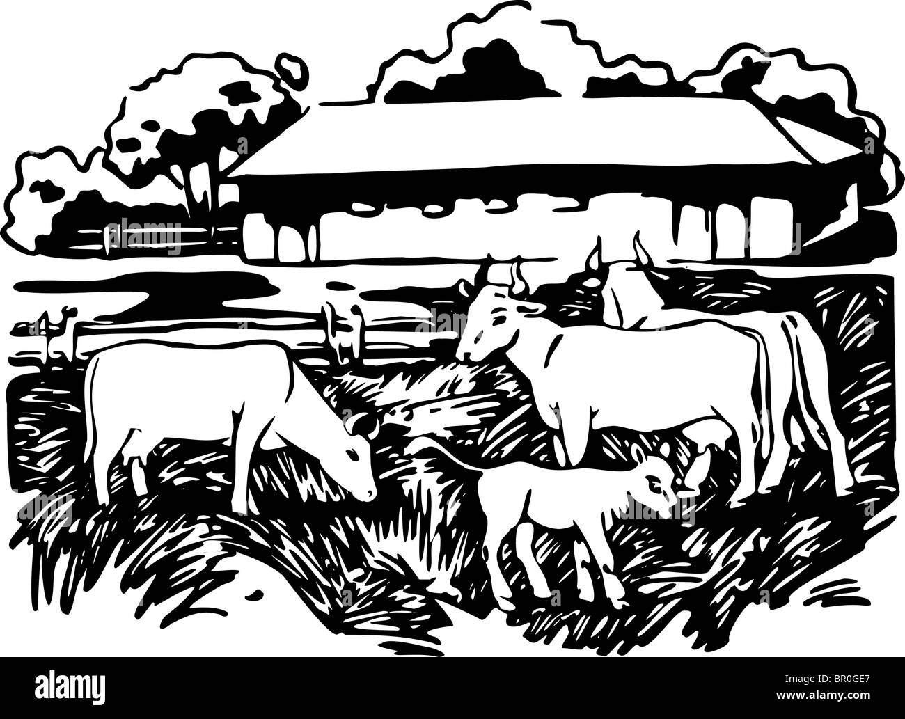 Une photo en noir et blanc de vaches qui paissent dans un pâturage Banque D'Images