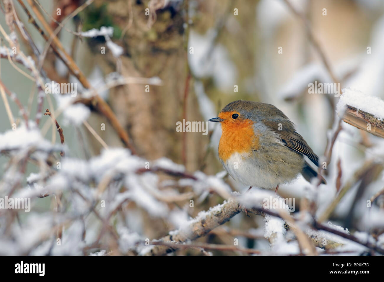 Un robin redbreast perché sur un buisson dans la neige Banque D'Images Un robin redbreast perché sur un buisson dans la neige Banque D'Images
