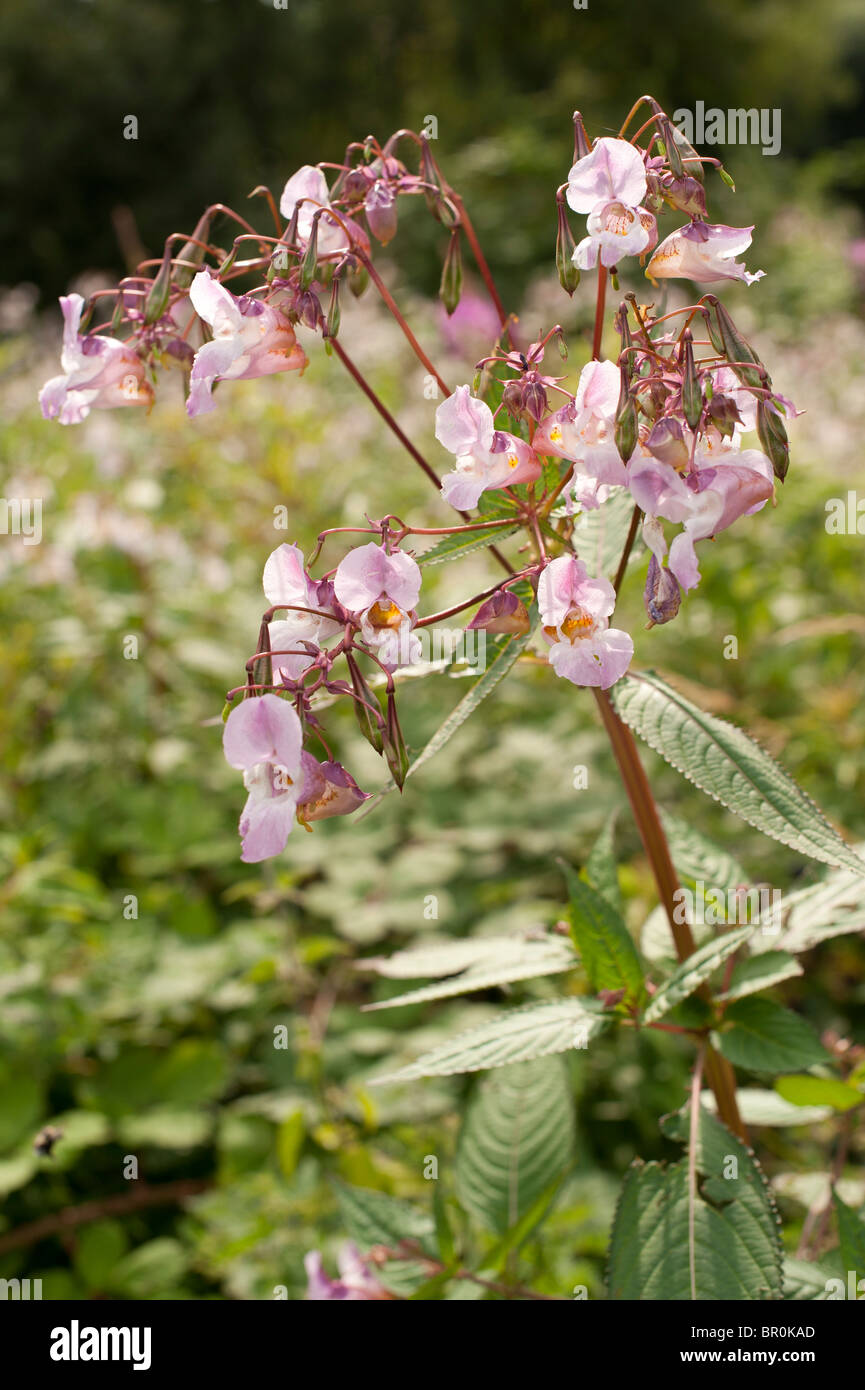 Balsamine de l'himalaya fleurs en fleur, le Pays de Galles UK Banque D'Images