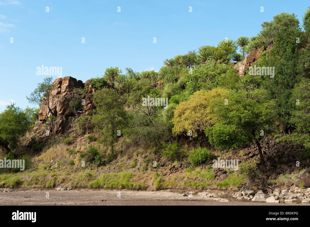 Euphorbia clad falaise, Mashatu, Tuli Block, Botswana Banque D'Images