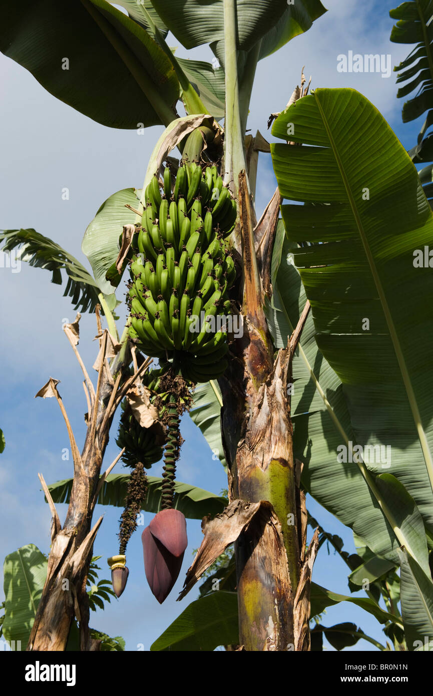 Bananier, Moshi, Tanzanie Banque D'Images