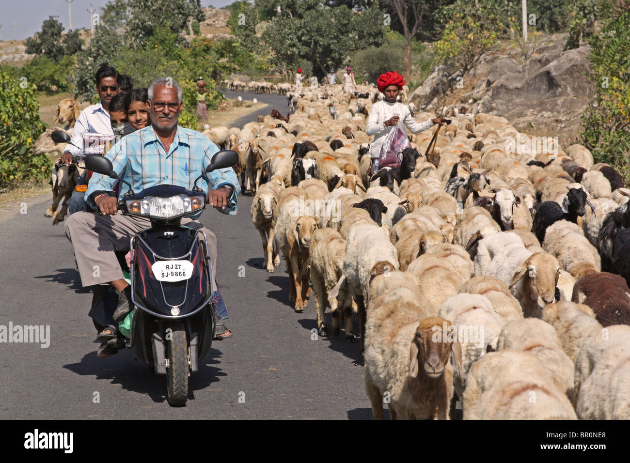 Les motocyclistes Rajasthani naviguer mile-long embouteillage causé par un mile de long troupeau de moutons sur la route. Red-agent shepherd Banque D'Images