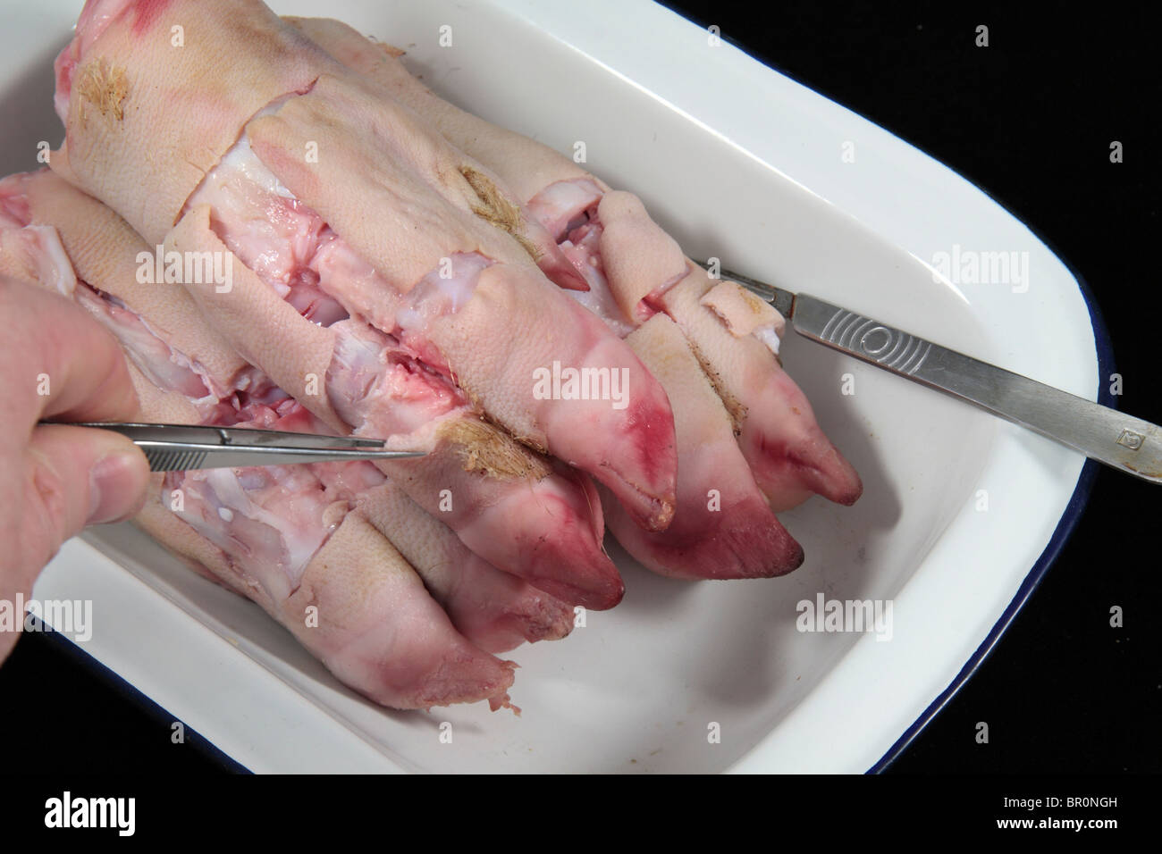 Vue rapprochée de porcs trotters partiellement disséqué après avoir été utilisés dans une école britannique Leçon de science. Banque D'Images