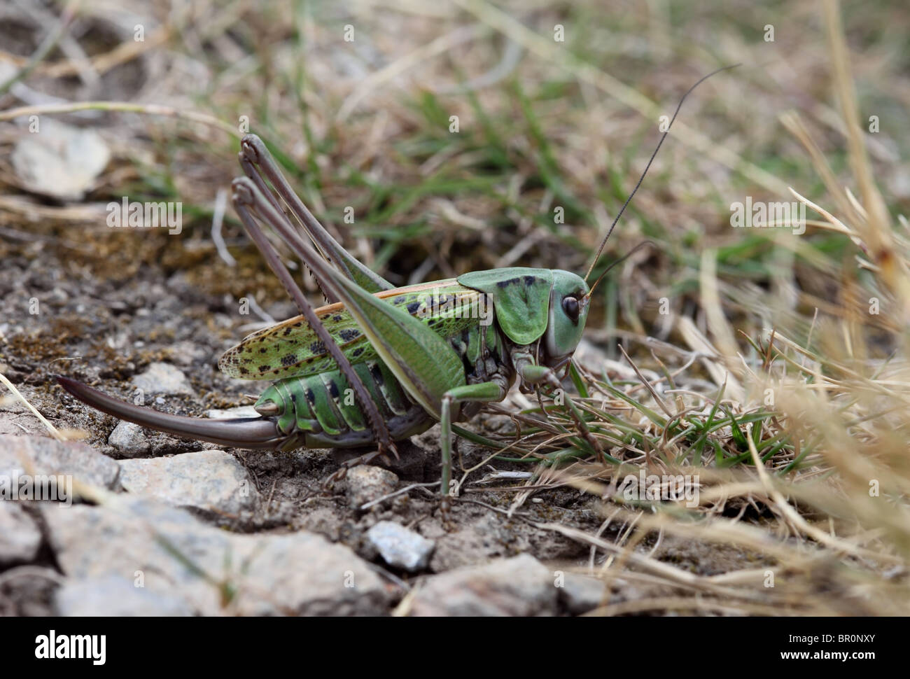 Femelle Wart-biter (Decticus verruciphorus) Bush Cricket Banque D'Images