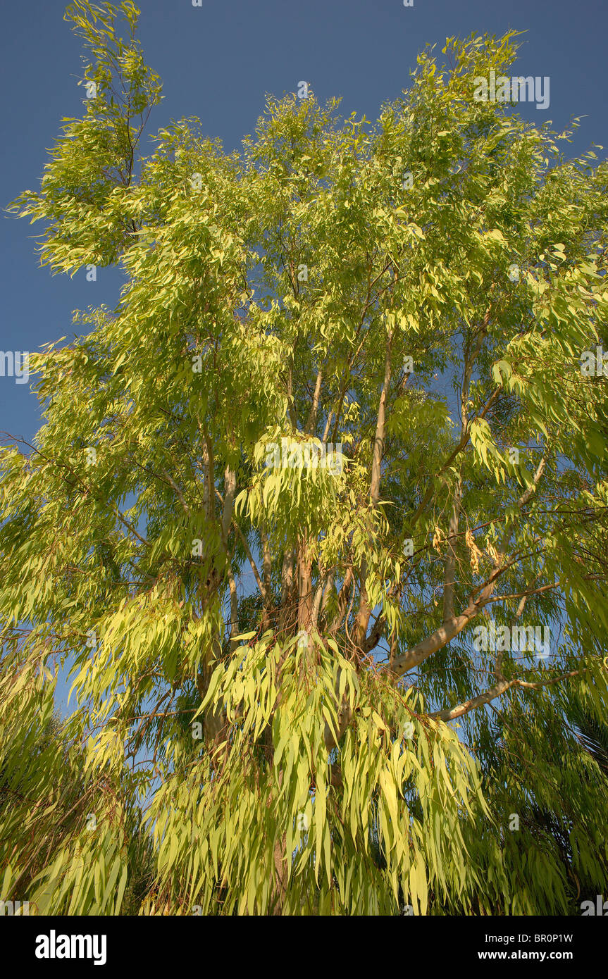 Arbre d'eucalyptus et de ciel bleu vif Banque D'Images