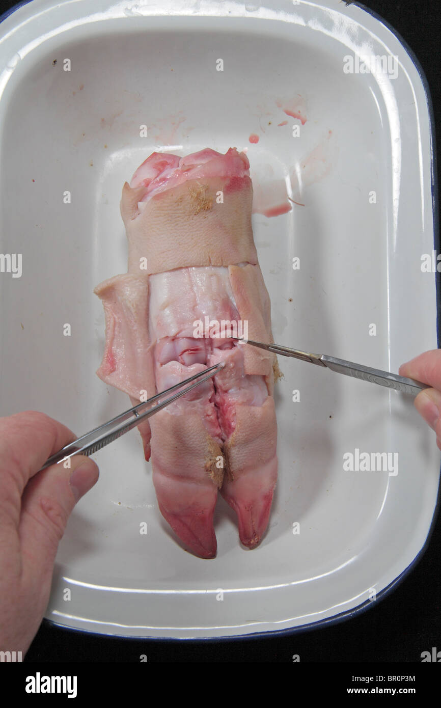 Vue rapprochée d'un porc partiellement disséqué trotter après avoir été utilisés dans une école britannique Leçon de science. Banque D'Images