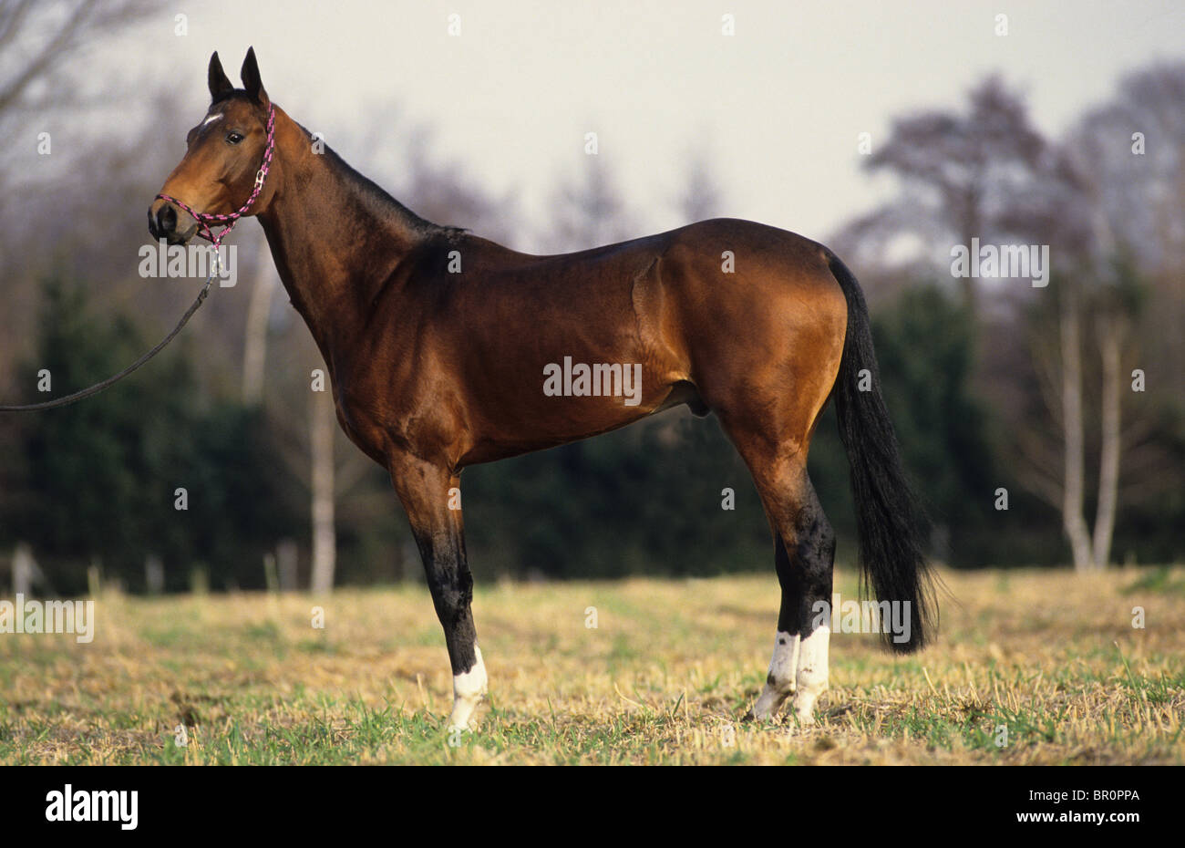 Akhal-Teke (Equus ferus caballus). Stallion debout sur une prairie Banque D'Images