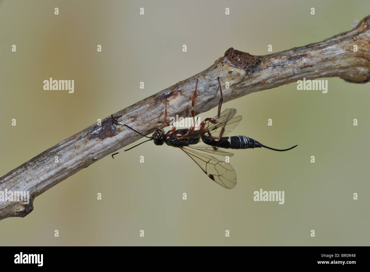 (Xorides praecatorius mouche ichneumon) sur une branche - écorce & insectes Banque D'Images