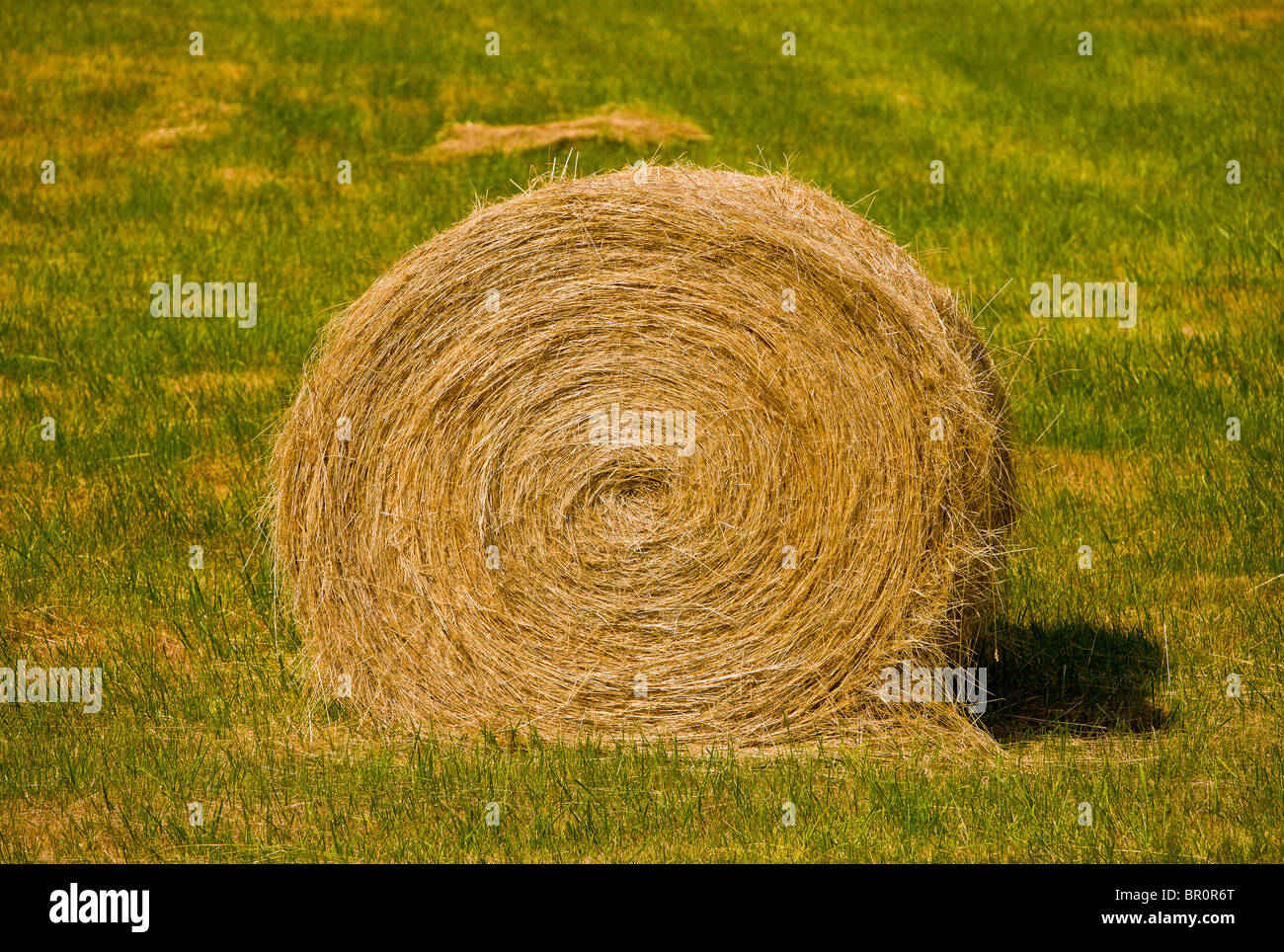 BLODGETT, Oregon, USA - balle de foin dans le champ Banque D'Images