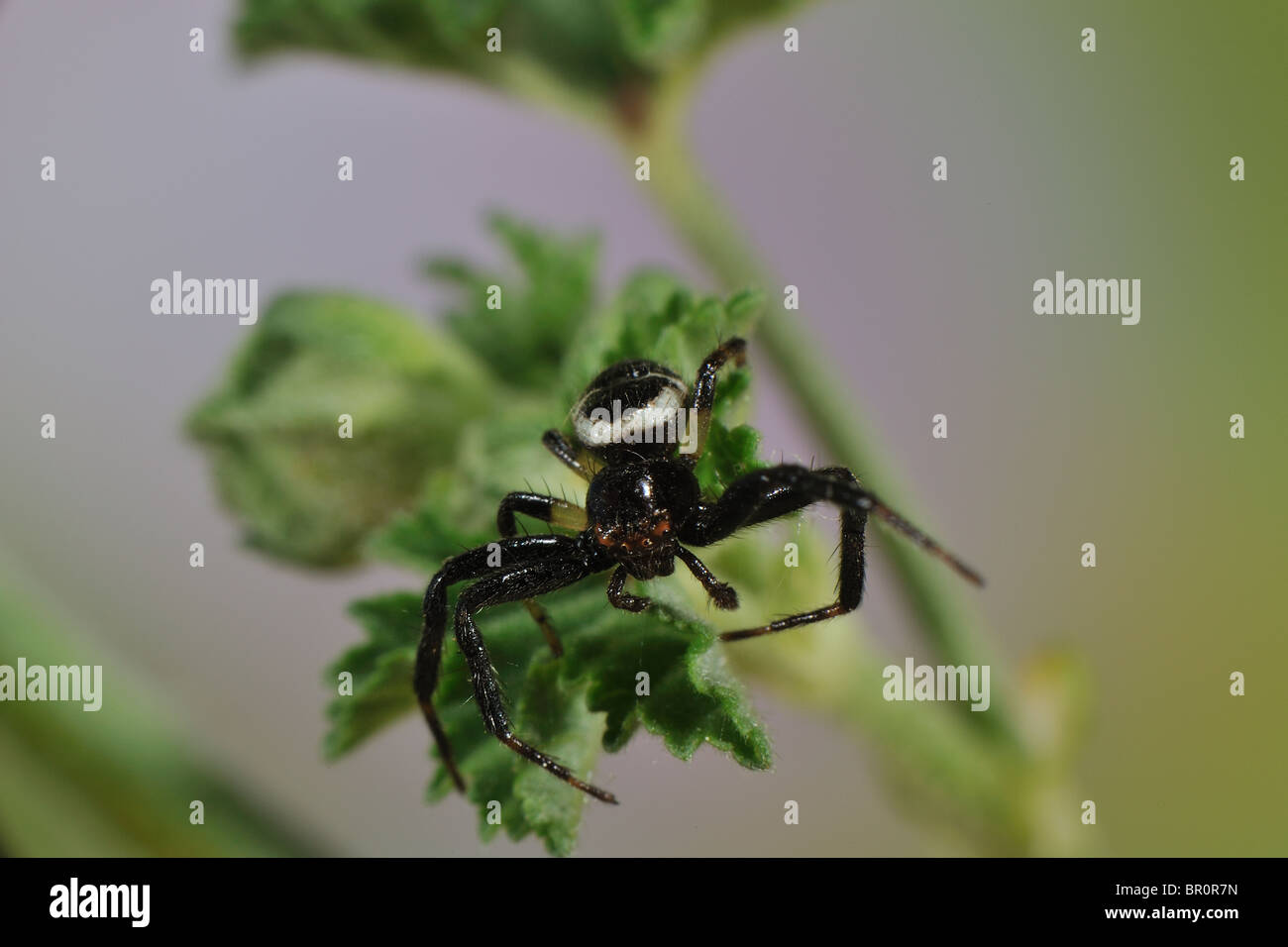 Araignée crabe Napoléon (Synaema globosum Synema globosum) - mâle sur l'fleurissent en printemps - Vaucluse - Provence - France Banque D'Images