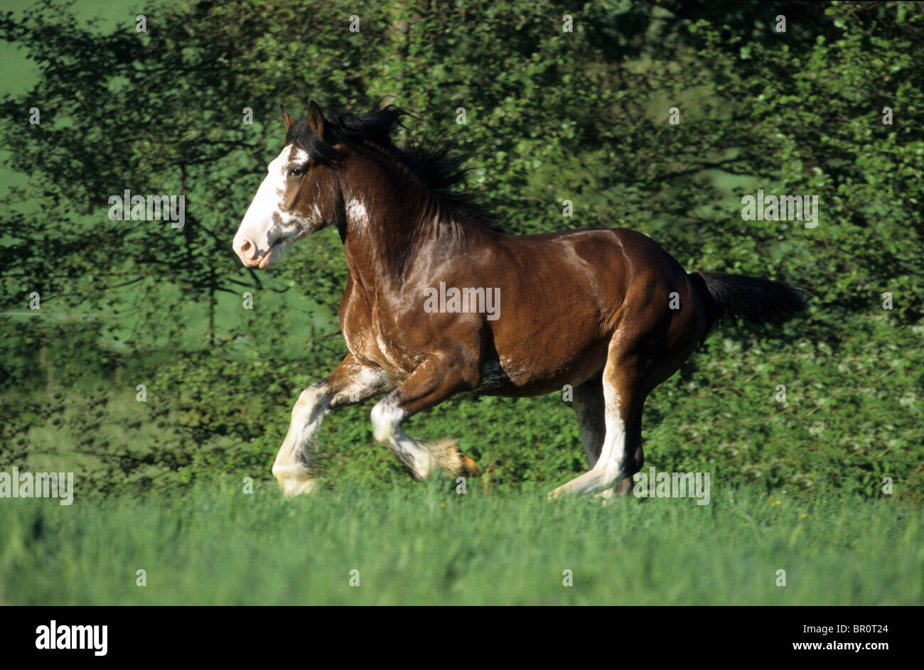 Shire Horse (Equus ferus caballus). Un gelding au galop sur un pré. Banque D'Images