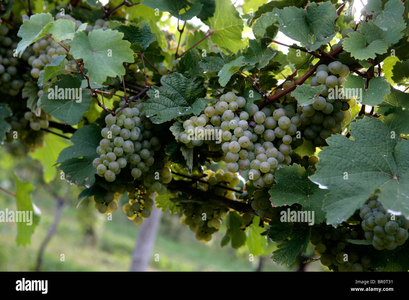 Raisins sur la vigne dans un vignoble. Banque D'Images
