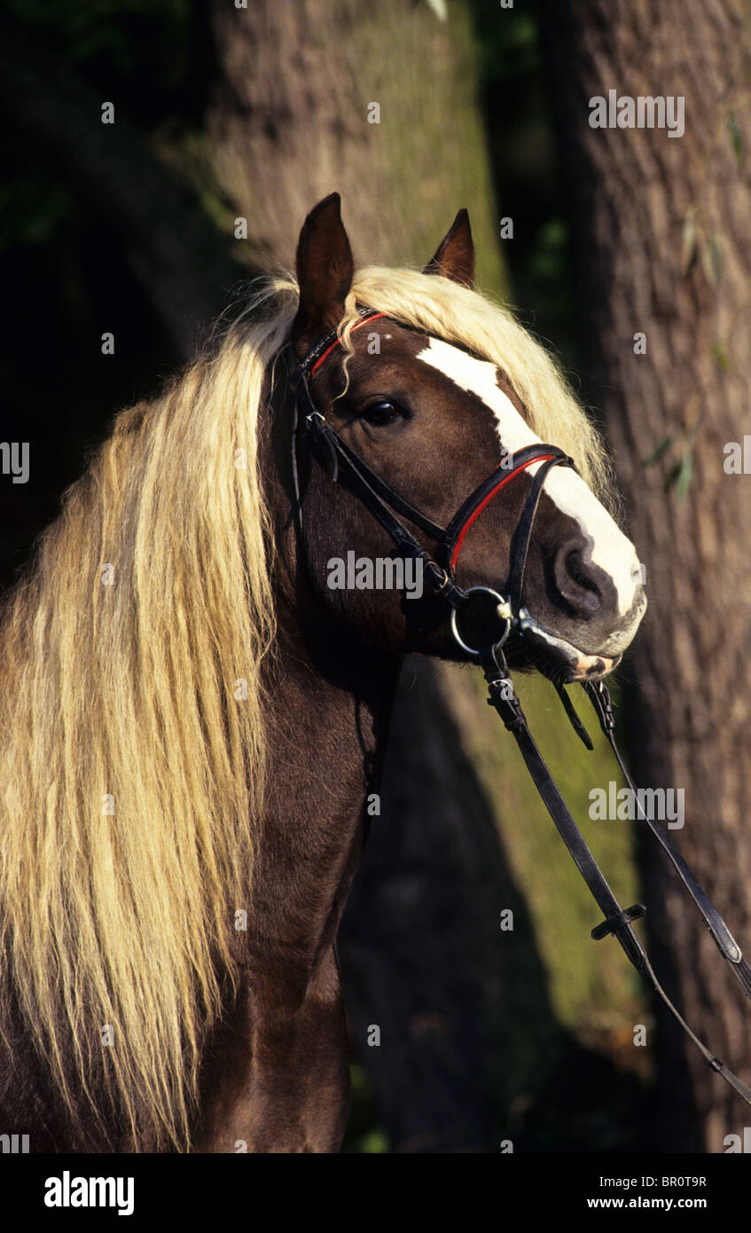 Forêt Noire Cheval, Forêt Noire Coldblood (Equus ferus caballus), portrait d'un étalon. Banque D'Images