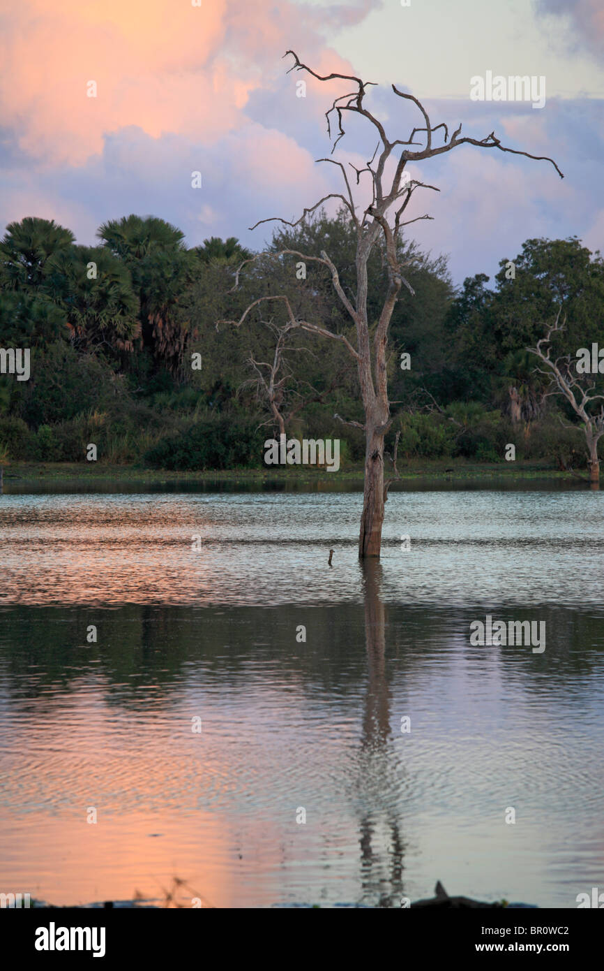 Les arbres morts au lac Tagalala, Selous, Tanzanie Banque D'Images