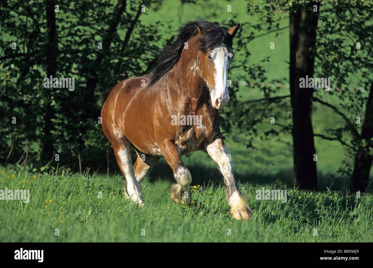 Un gelding au galop sur un pré. Banque D'Images