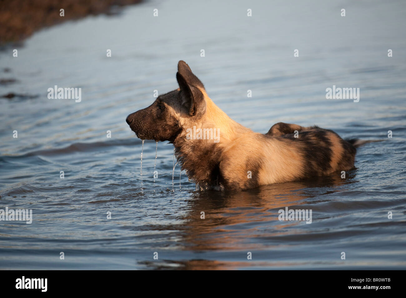 Le chien sauvage d'alcool (Lycaon pictus), Mashatu, Tuli Block, Botswana Banque D'Images