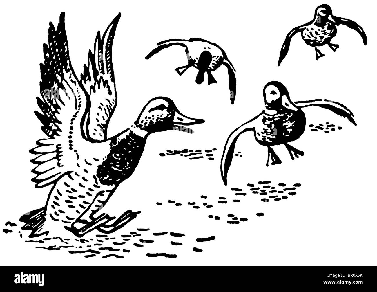 Canards dans l'étang d'atterrissage Banque D'Images