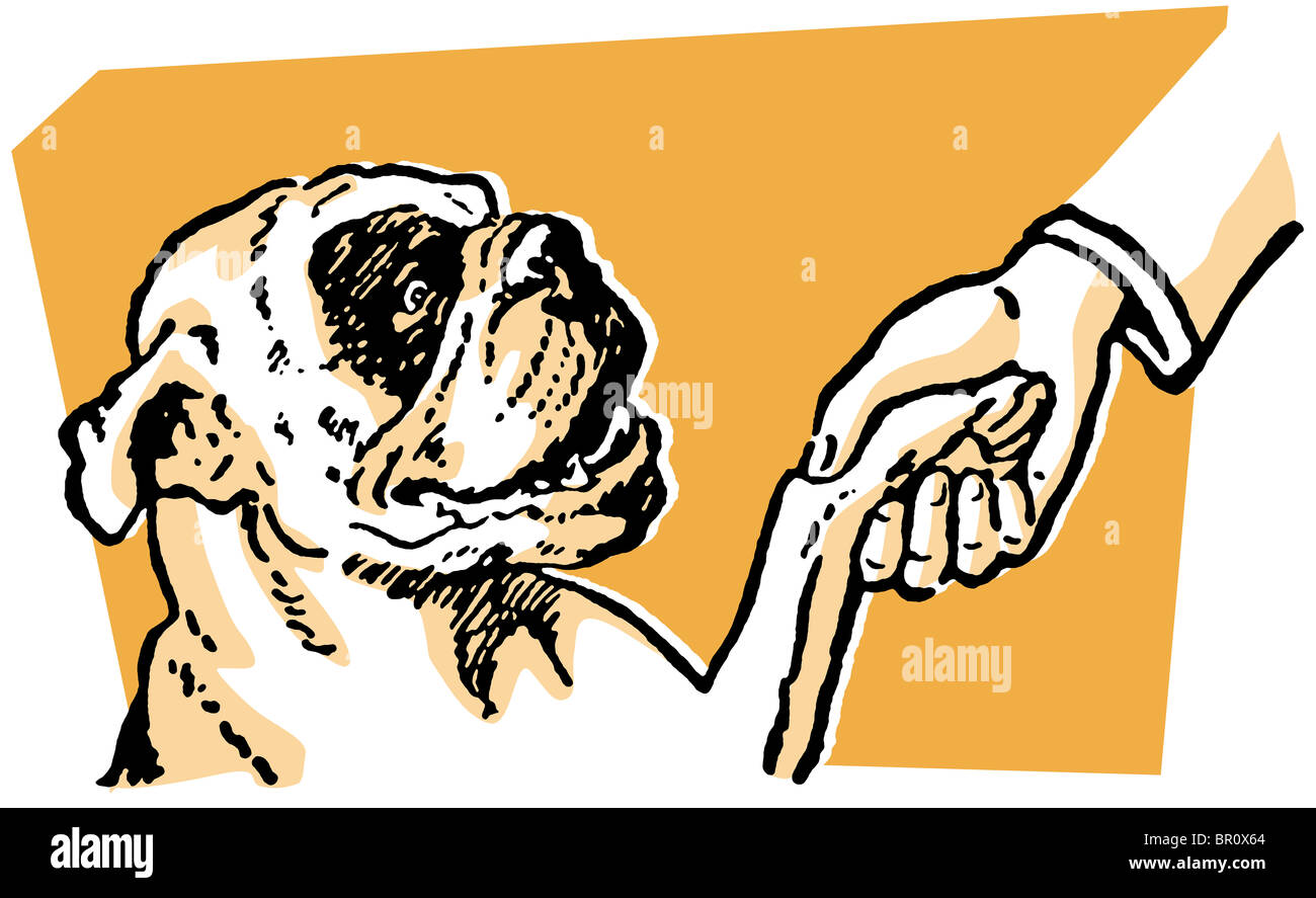 Un Bulldog cleaver serrant la main de son propriétaire Banque D'Images