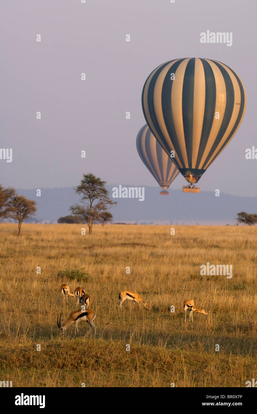 Balloon safari dans le Parc National du Serengeti, Thomson (Gazella thomsoni), Tanzanie Banque D'Images