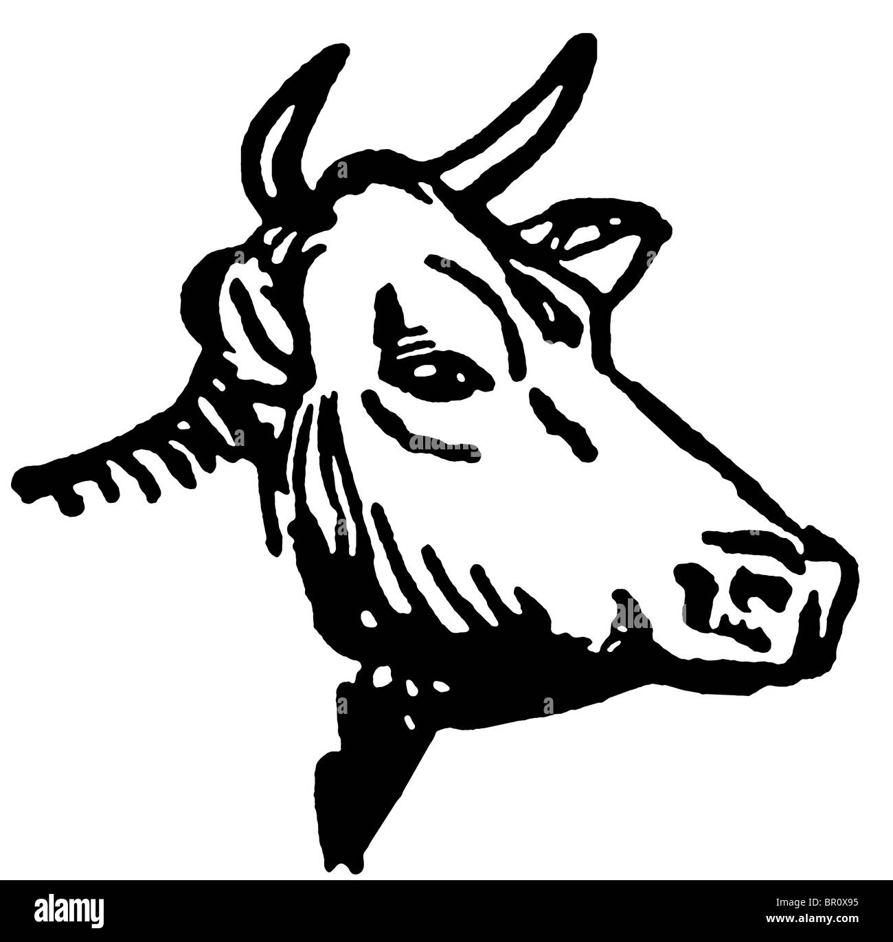 Une version noir et blanc d'un portrait d'un taureau Banque D'Images
