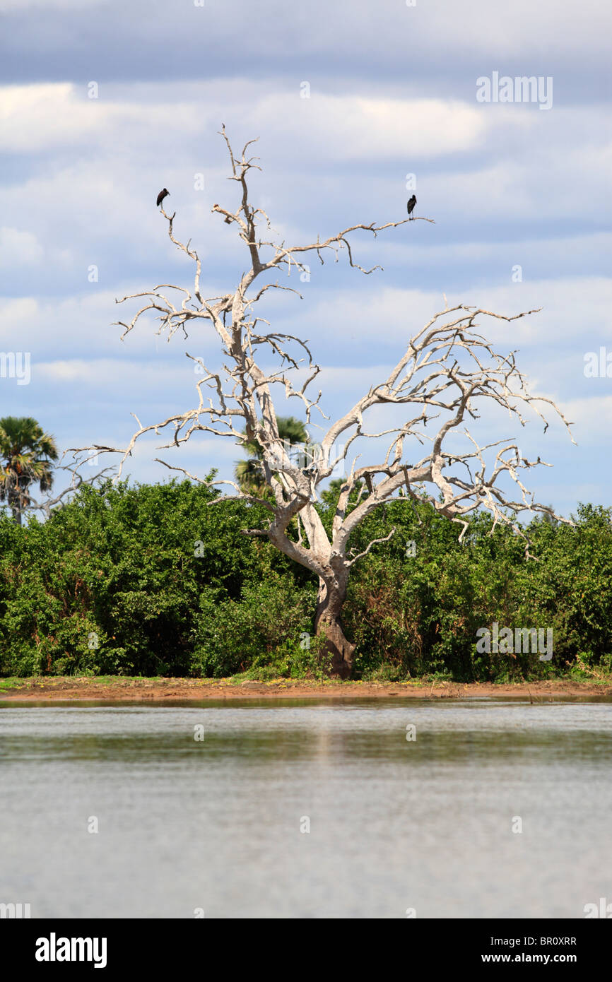 Les arbres morts au lac Tagalala, Selous, Tanzanie Banque D'Images