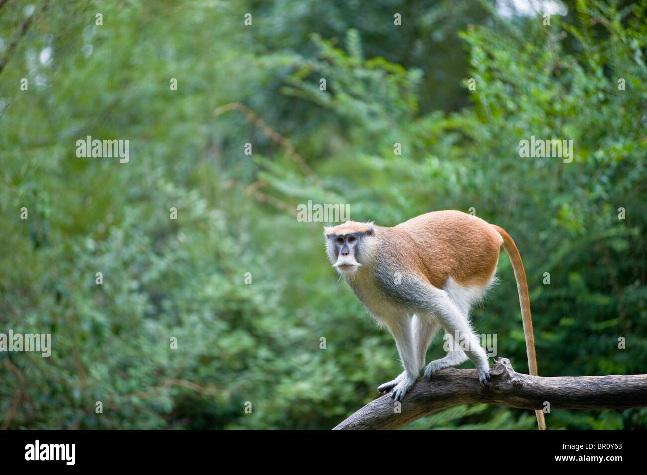 Singe dans un arbre Banque D'Images