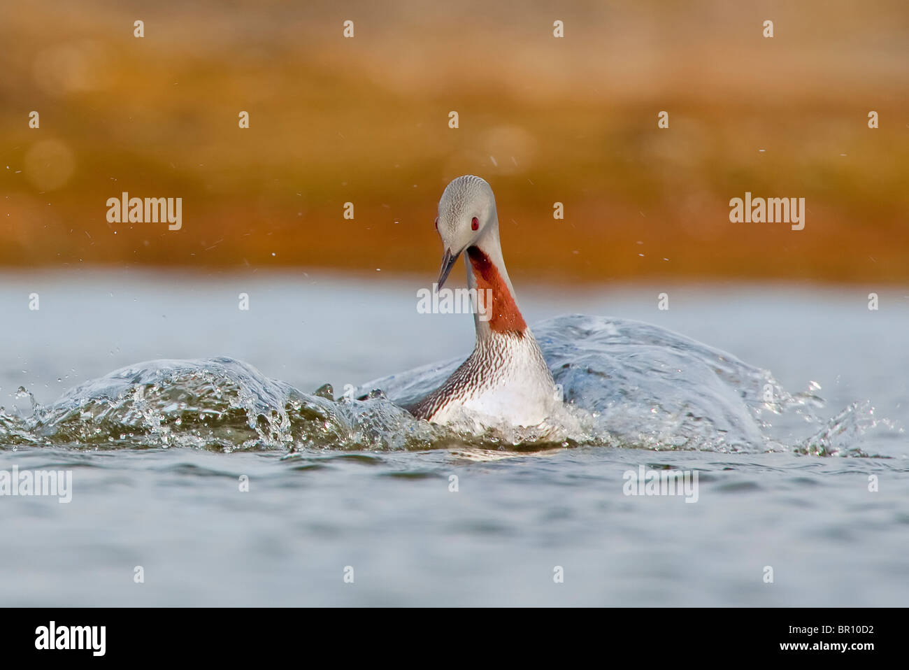 Jiujitsu (Gavia stellata) projections au lac éloigné Banque D'Images
