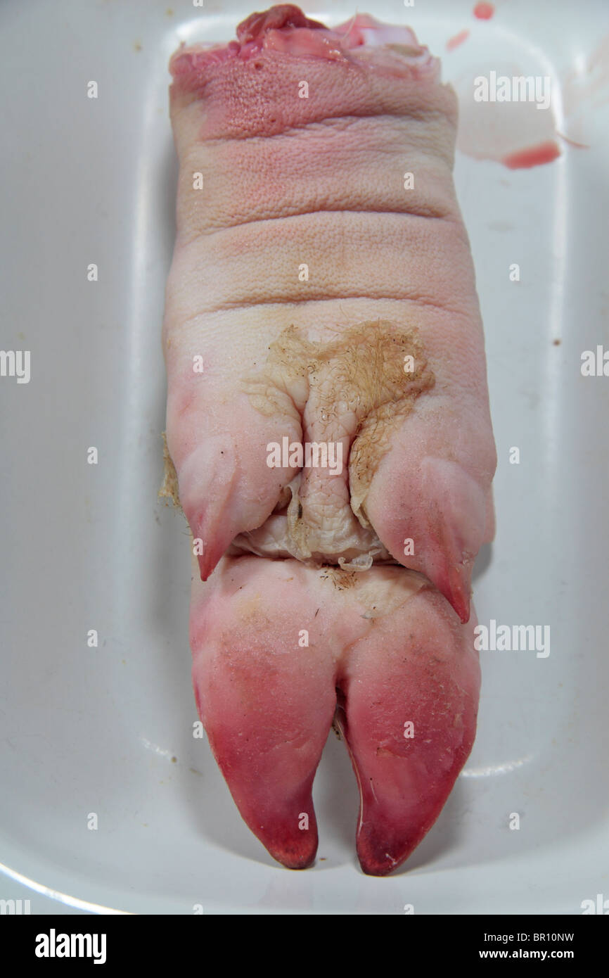 Vue rapprochée de la partie inférieure d'une dissection partiellement la lyonnaise après avoir été utilisés dans une école britannique Leçon de science. Banque D'Images