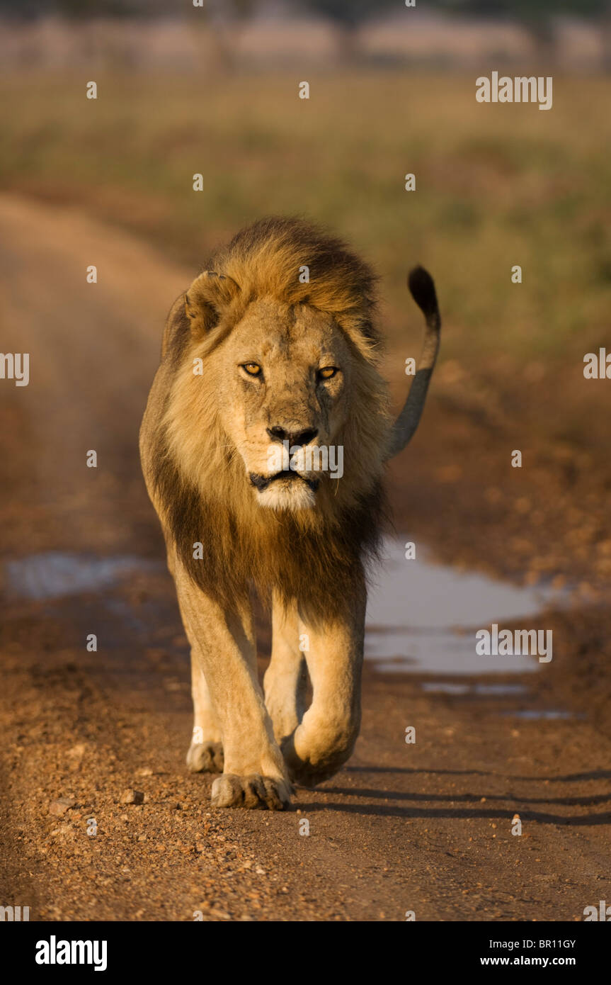 Panthero Lion (Leo), le Parc National du Serengeti, Tanzanie Banque D'Images