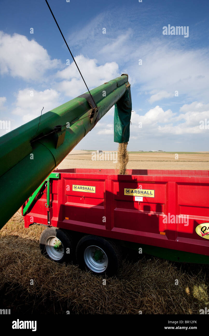 Vis sans fin de distribution de l'orge récolté. Grain recueilli par moissonneuse-batteuse et déchargé dans une remorque de tracteur, Cruden Bay, Aberdeenshire, Écosse Banque D'Images