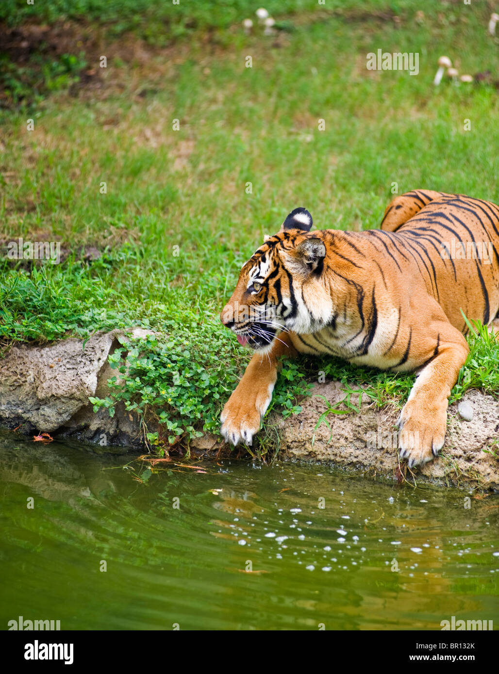 Tigre de Malaisie près de Pond au zoo Banque D'Images