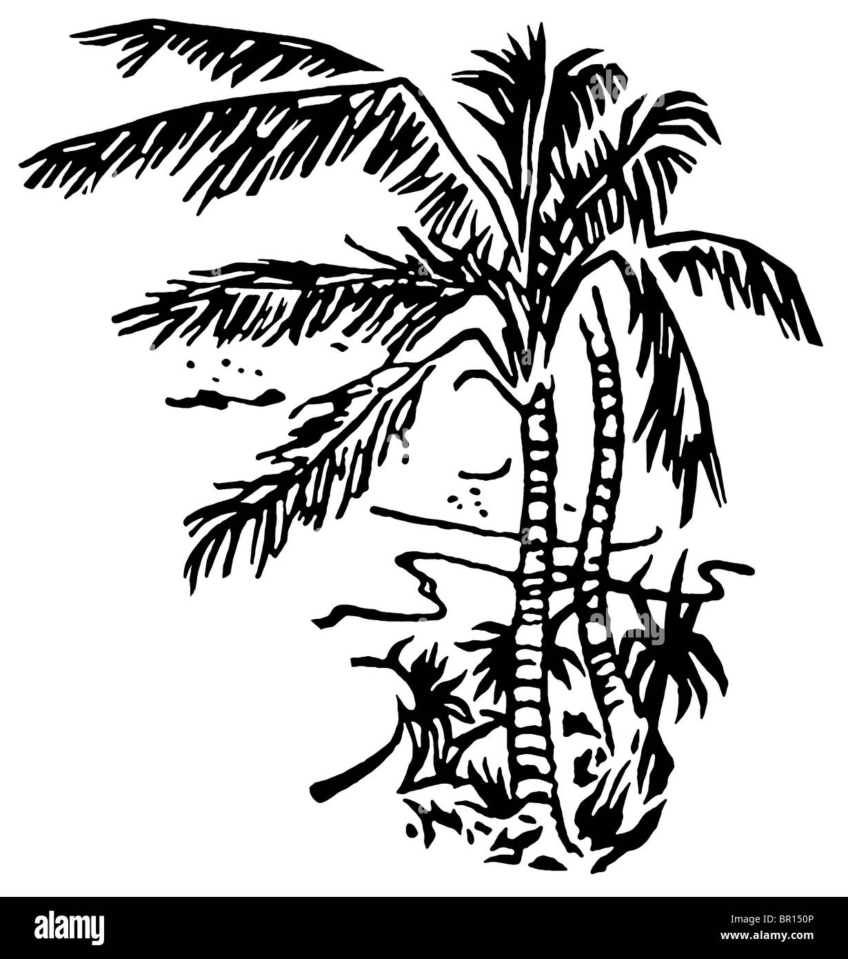 Une version noir et blanc d'une illustration de plages couvertes de Palm Banque D'Images