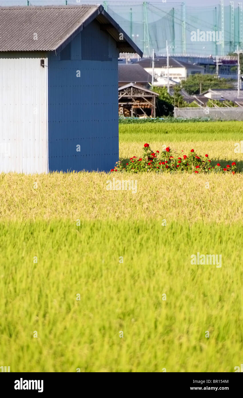 Un champ de riz en face d'un hangar avec un lit de roses et motifs de base-ball en milieu rural au Japon Banque D'Images