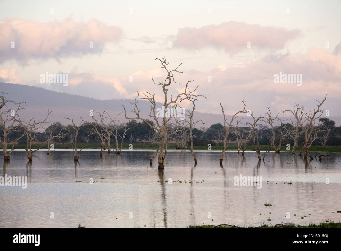 Les arbres morts au lac Tagalala au lever du soleil, Selous, Tanzanie Banque D'Images