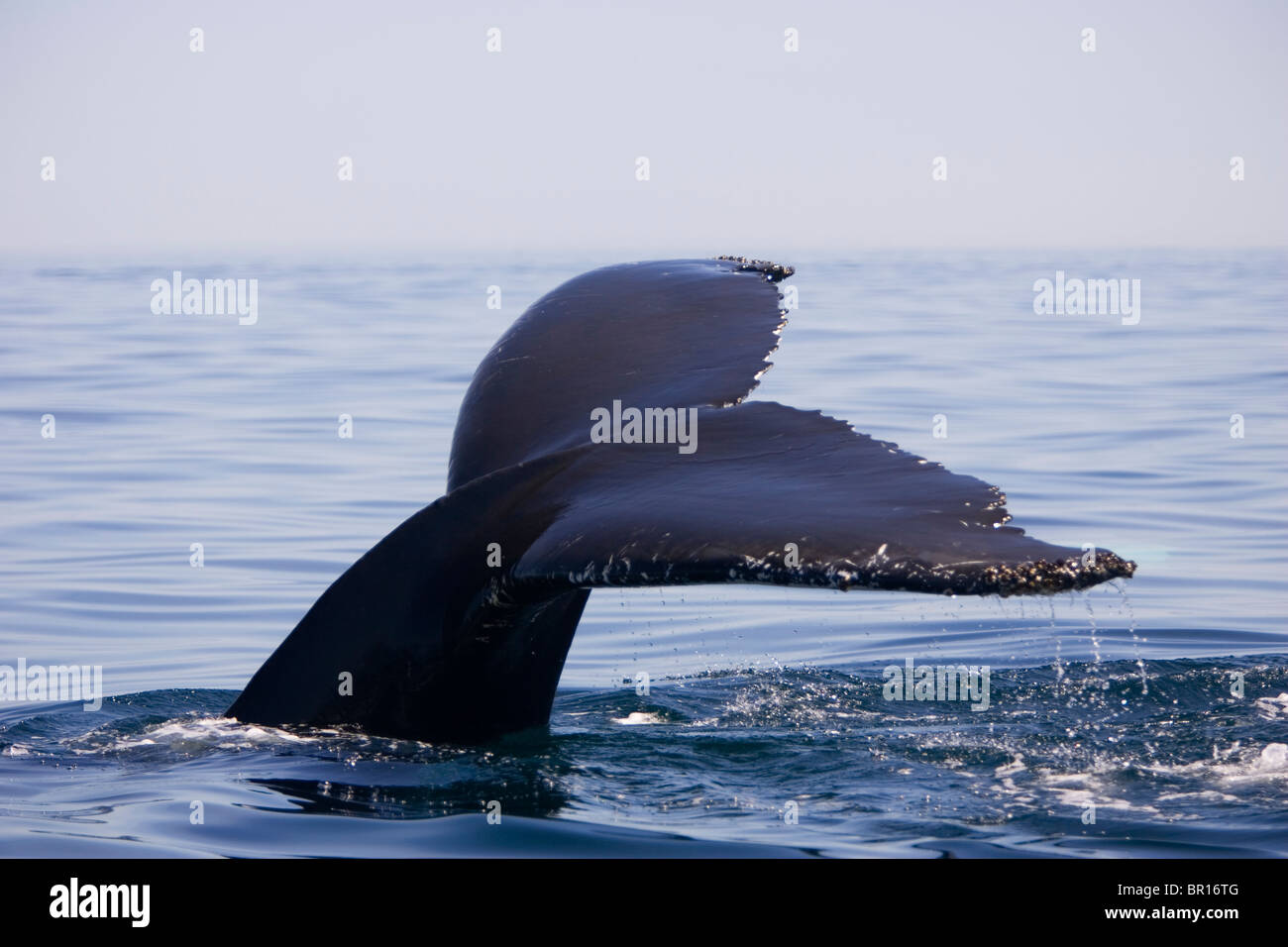 Une baleine à bosse's fluke comme il faut un plongeon dans la recherche de nourriture dans le golfe du Maine (Maine). Banque D'Images