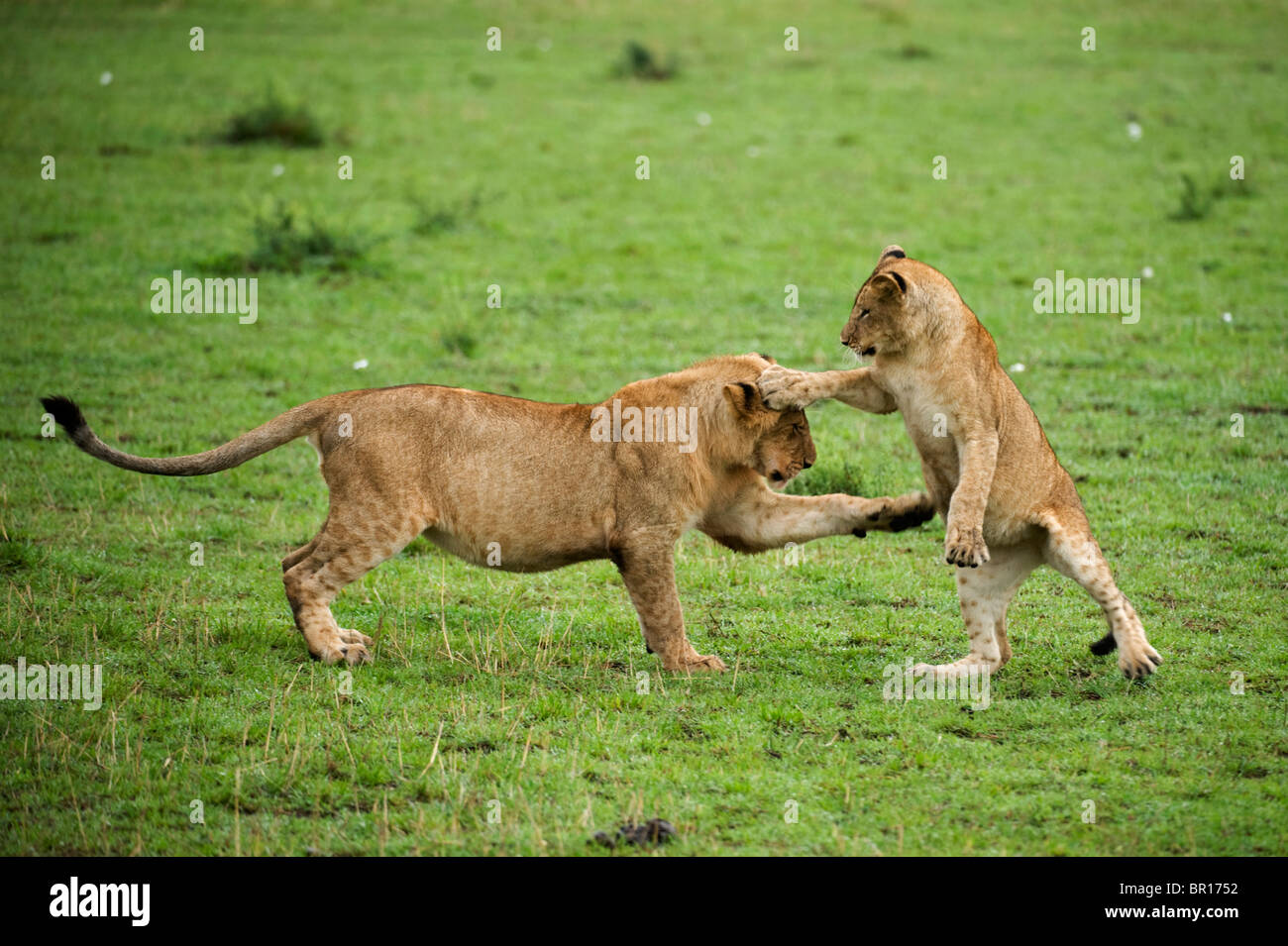 Panthero lionceaux jouant (Leo), le Parc National du Serengeti, Tanzanie Banque D'Images