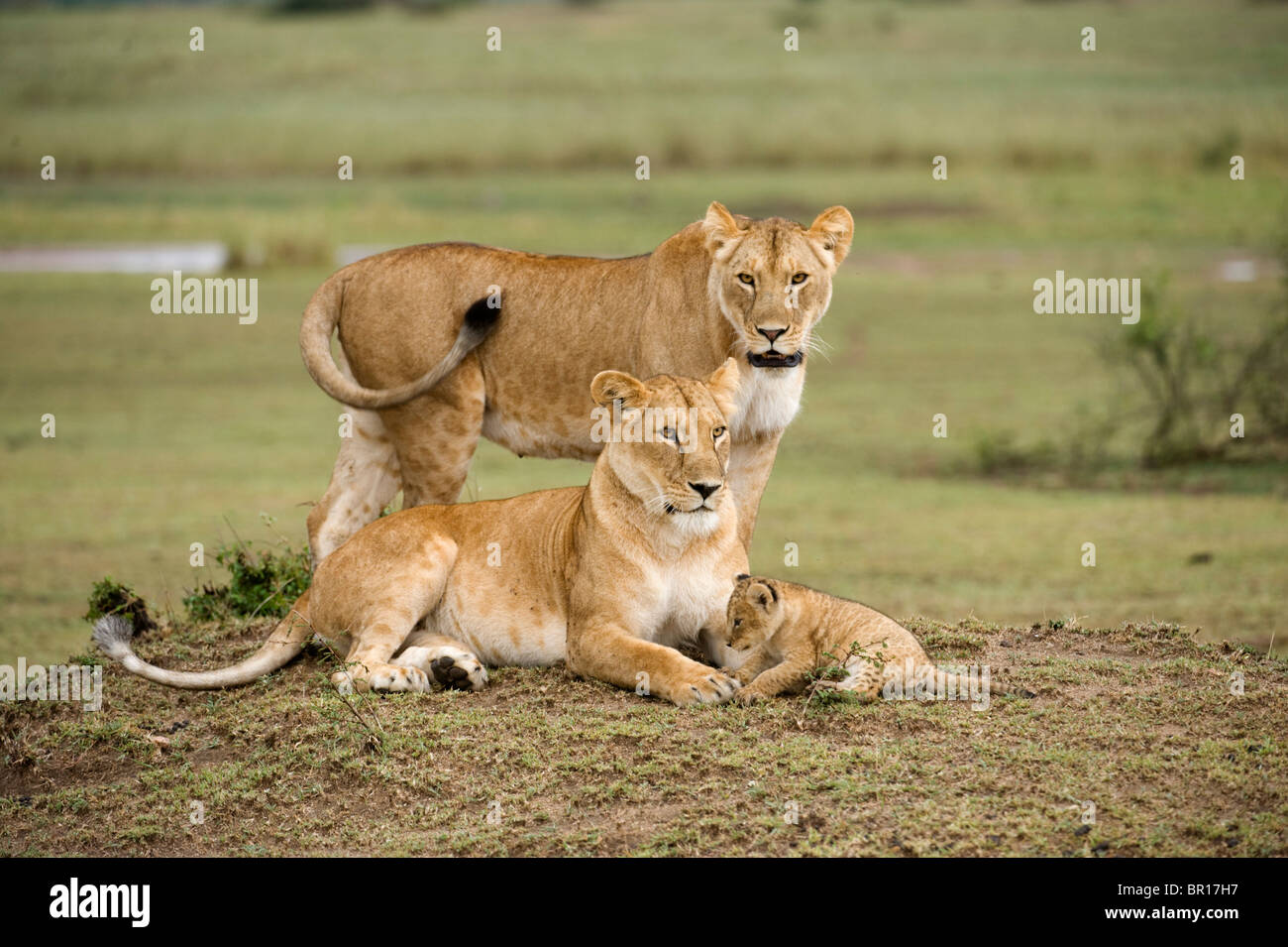 Panthero Lions avec cub (Leo), le Parc National du Serengeti, Tanzanie Banque D'Images