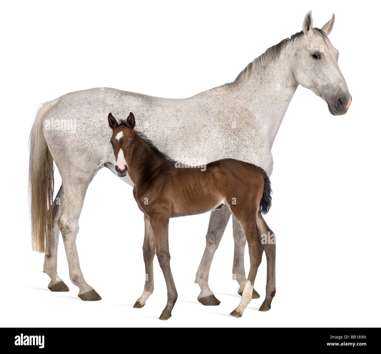 Jument et son poulain, 14 ans et 20 jours, in front of white background Banque D'Images