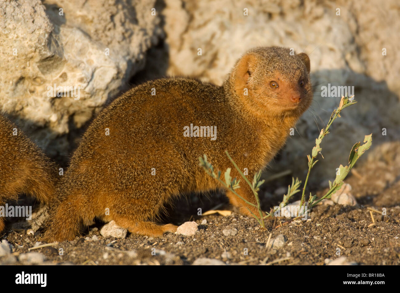 Mangoustes naines ( Helogale hirtula), Parc national de Tarangire, Tanzanie Banque D'Images