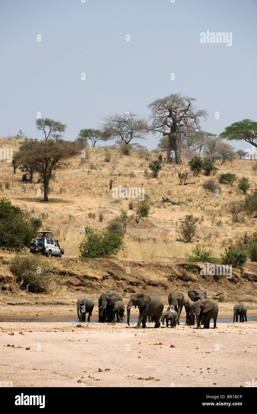 Véhicule avec Safari African elephant (Loxodonta africana africana), Parc national de Tarangire, Tanzanie Banque D'Images