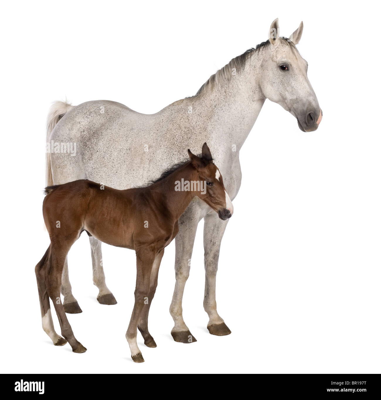 Jument et son poulain, 14 ans et 20 jours, in front of white background Banque D'Images