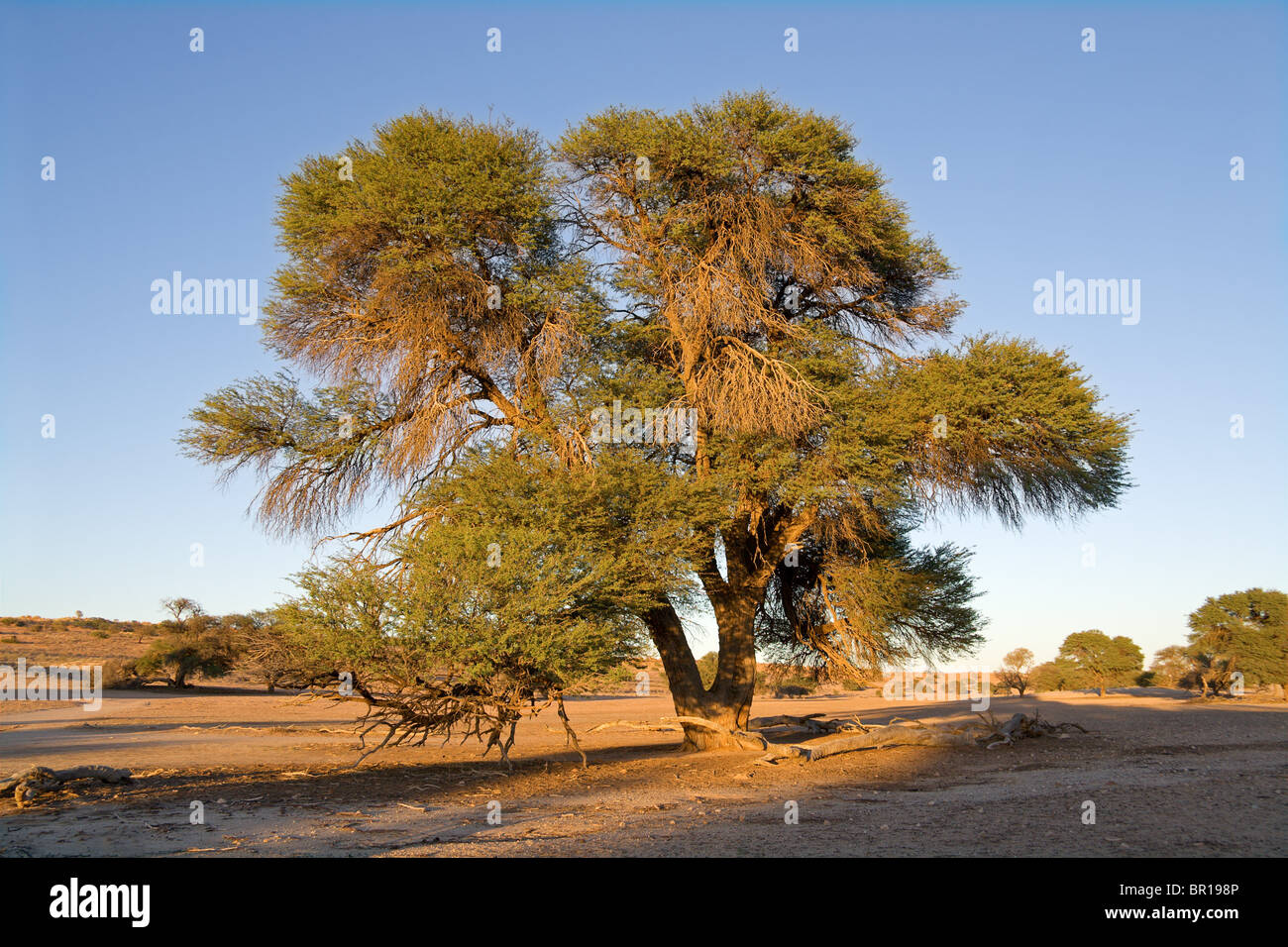 Paysage africain avec un camelthorn arbre Acacia (Acacia erioloba), Kgalagadi Transfrontier Park, Afrique du Sud Banque D'Images