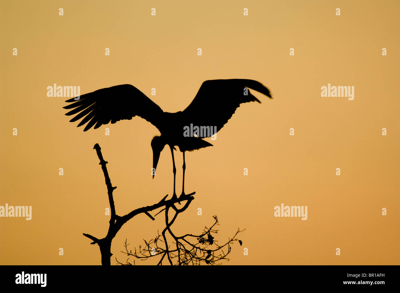 Marabou stork (crumeniferus Flamant rose (Phoenicopterus ruber), Parc national de Tarangire, Tanzanie Banque D'Images Marabou stork (crumeniferus Flamant rose (Phoenicopterus ruber), Parc national de Tarangire, Tanzanie Banque D'Images