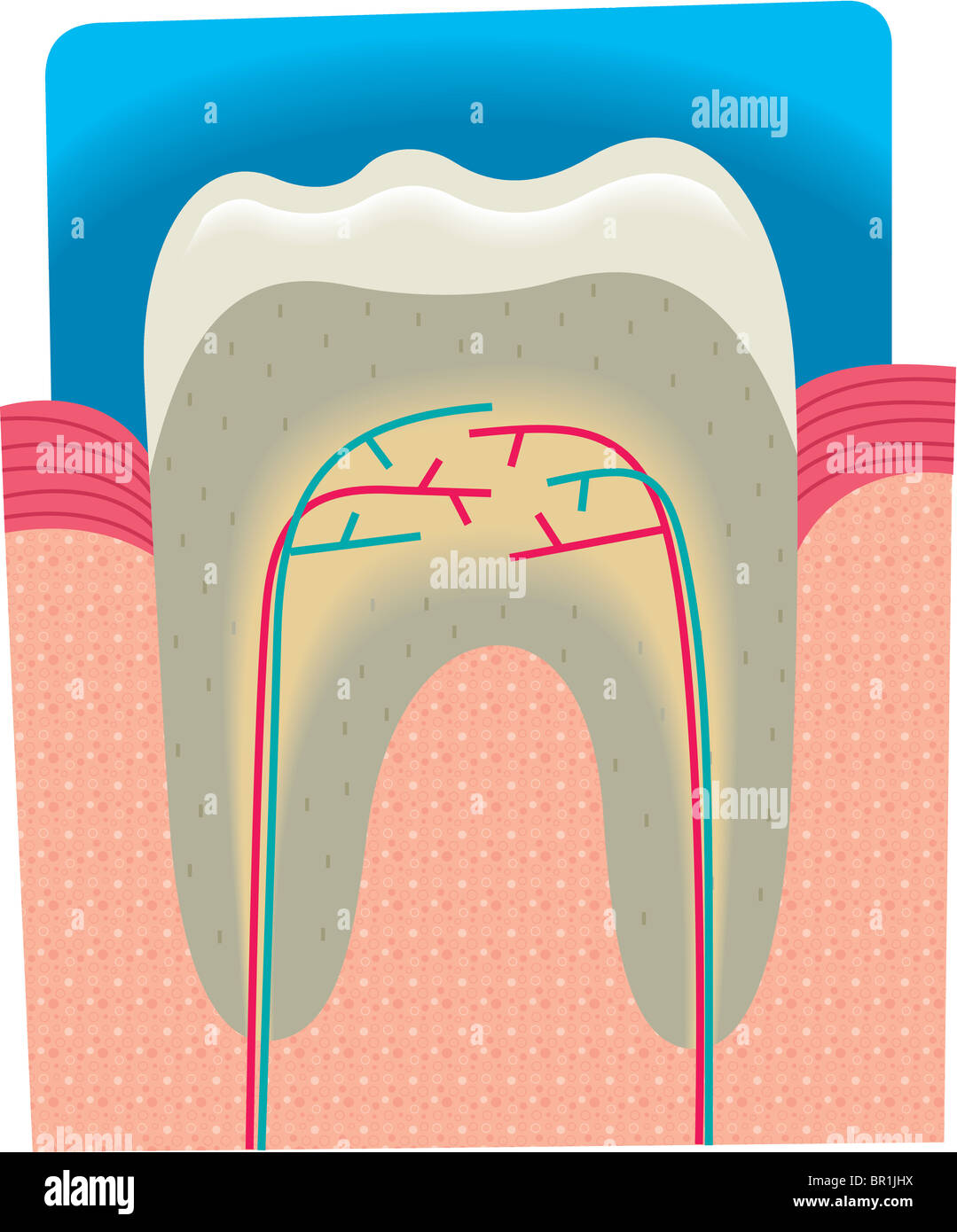 Coupe transversale d'une dent Photo Stock Alamy — free download