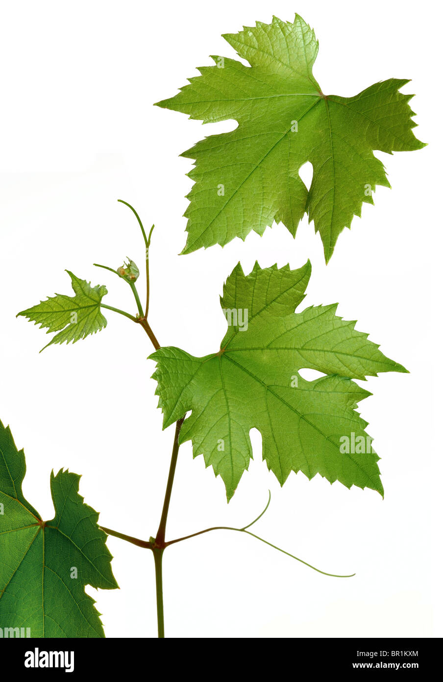 Les feuilles de vigne Banque D'Images